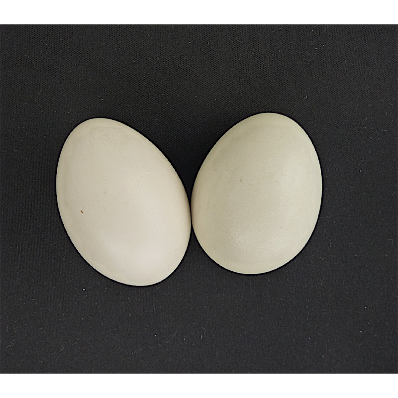 Silk to Egg DELUXE